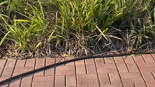 Gator Rescued from Front Porch for Relocation