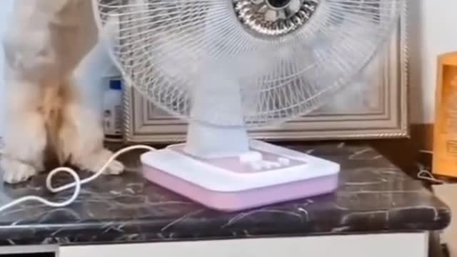 Dog turns the fan on its side #short