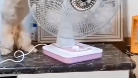 Dog turns the fan on its side #short