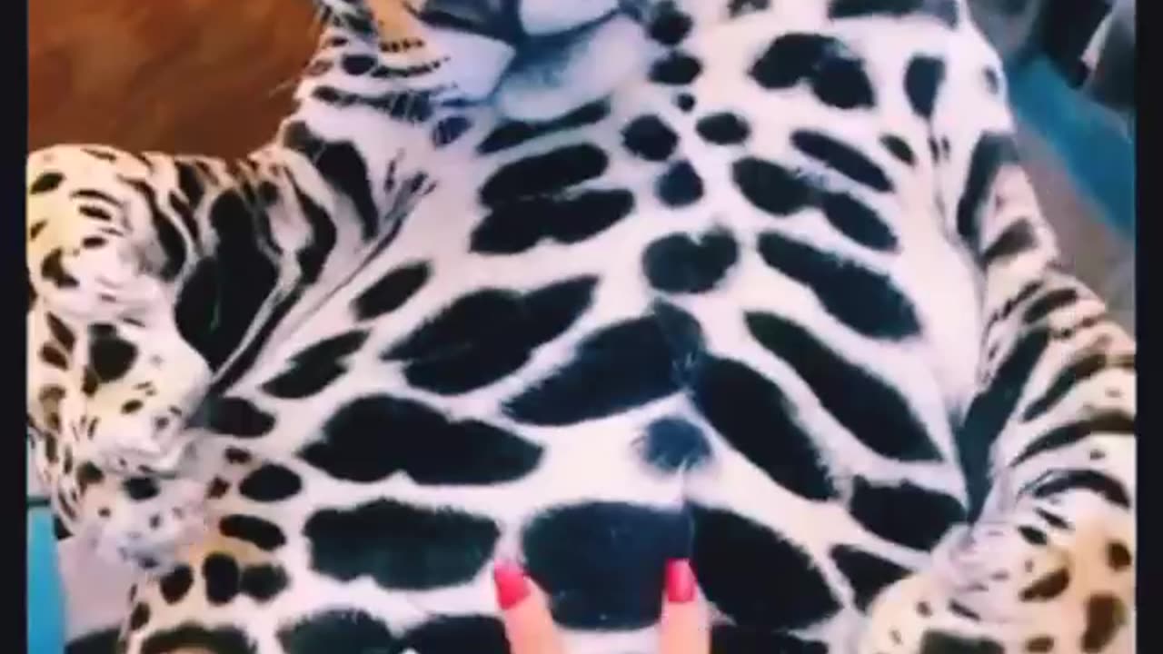 Big jaguar belly ,adorable lovely