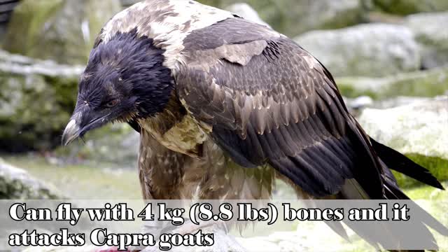 Top 10 Most Powerful Birds of Prey