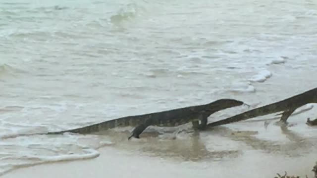 Monitor Lizards Battling on the Beach