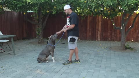 BASIC DOG OBEDIENCE TRAINING- SIT STAY AND DOWN