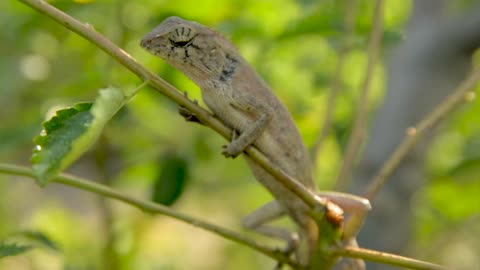 Cute Lizard In Tree