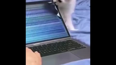 FUNNY CUTE PETS