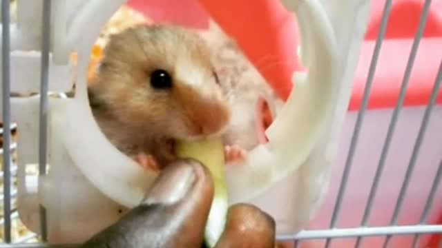 hamster eating 🐹 so cute😍😍