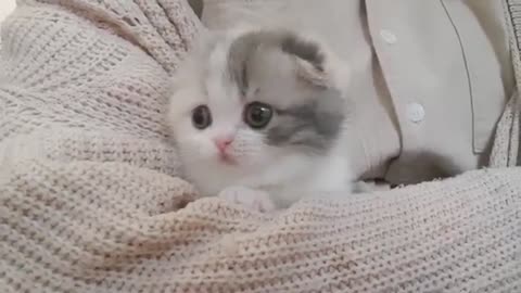 cute kitten videos short leg cat- KimsKen