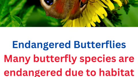 facts about butterflies....21/25