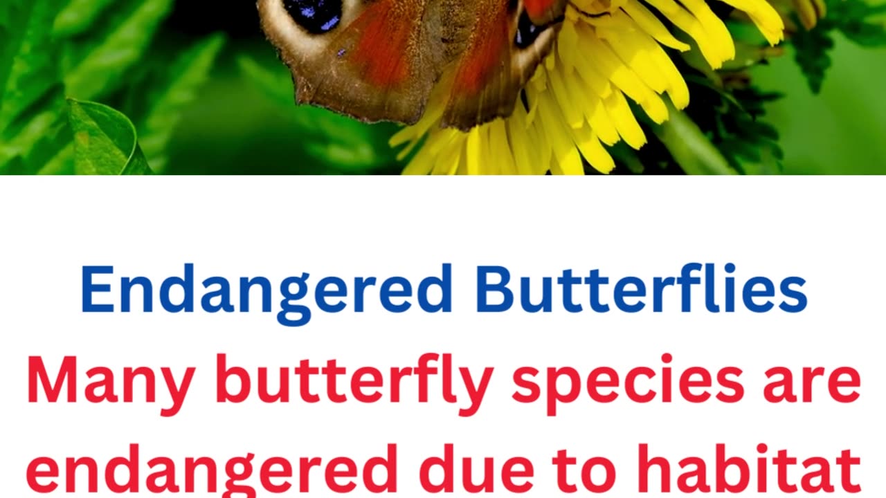 facts about butterflies....21/25