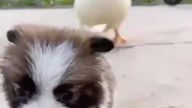 Funny animal Video