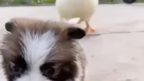 Funny animal Video