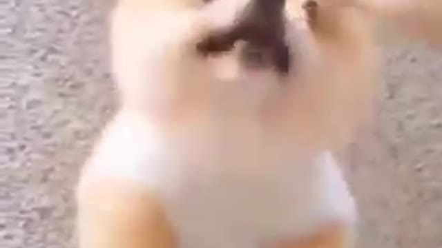 Try Not to Laugh - Puppies Edition #34