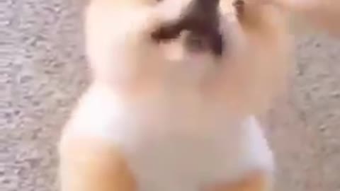 Try Not to Laugh - Puppies Edition #34