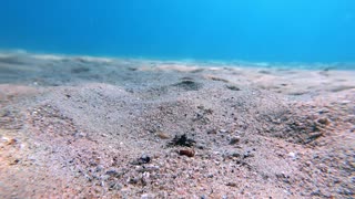 Fish Dives Under Sea Floor