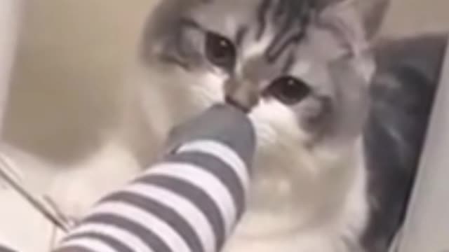 Cat Gets Disgusted With This Sock Smell