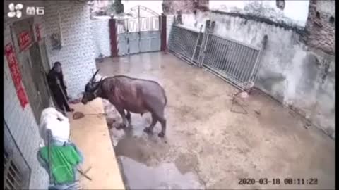 CRAZY Animals Attack Humans