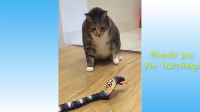 \Funny Cat Videos of The Weekly - TRY NOT TO LAUGH #17 | Pets Garden
