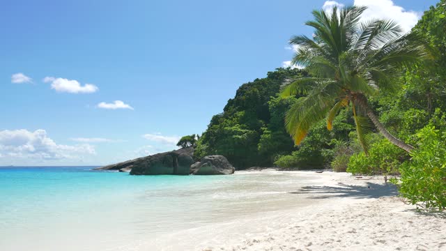 Tropical Beach Palm Trees