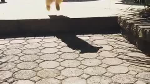 Dog jumping on sidewalk