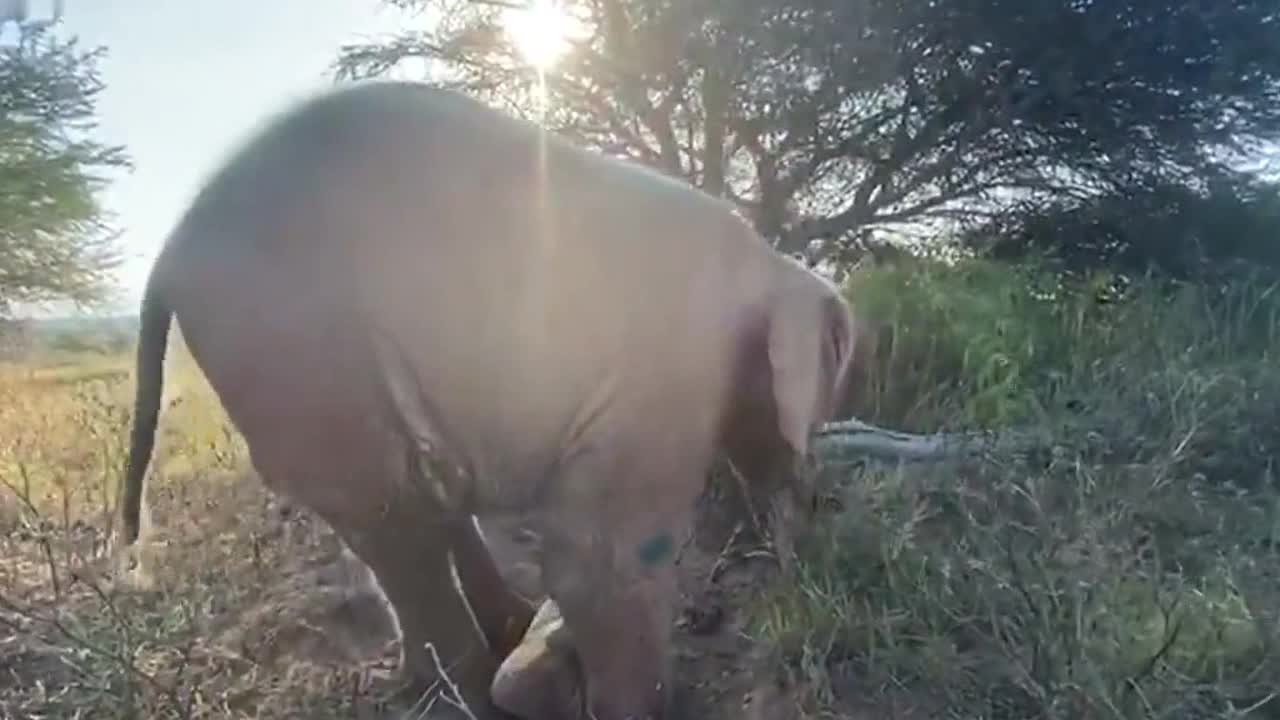 Watch this albino elephant calf learn how to give herself a dust bath