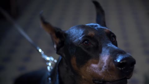 Watch the pulp of the Duberman dog