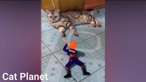 The Best Cats Funny Video