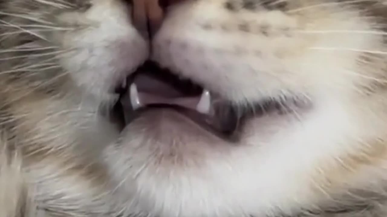 Cute cats video compilation 115