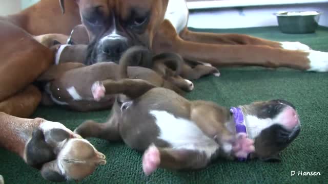 Boxer With Her 3 Day Old Puppies