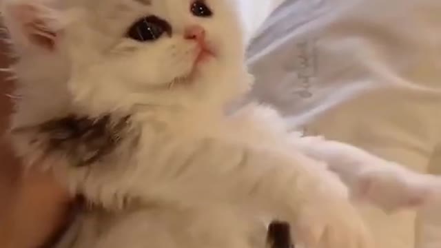 OMG So Cute ♡ Best Funny Cats and Dogs Compilation