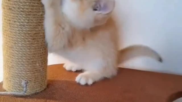 kitten practicing tree climbing