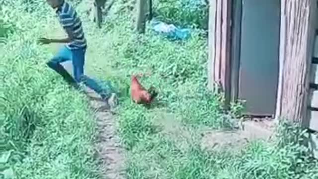 Chicken defends itself Against man, funny video