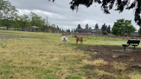 German Shepherd Attacks Pitbull -WARNING