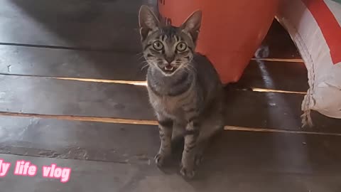 the cat knows how to pose and love in front of the camera