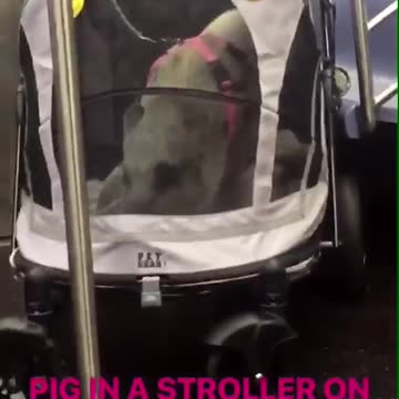 A pig in a stroller with a pink collar
