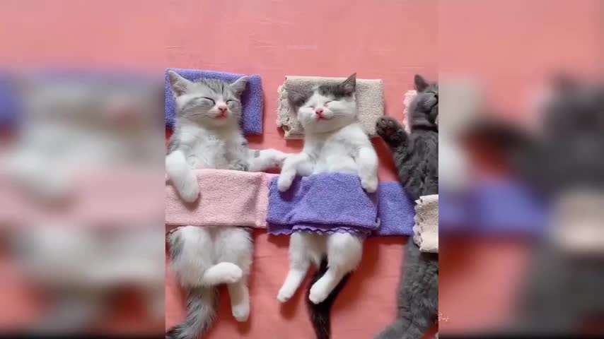 Baby Cats - Cute and Funny Cat Videos Compilation #14 #Shorts