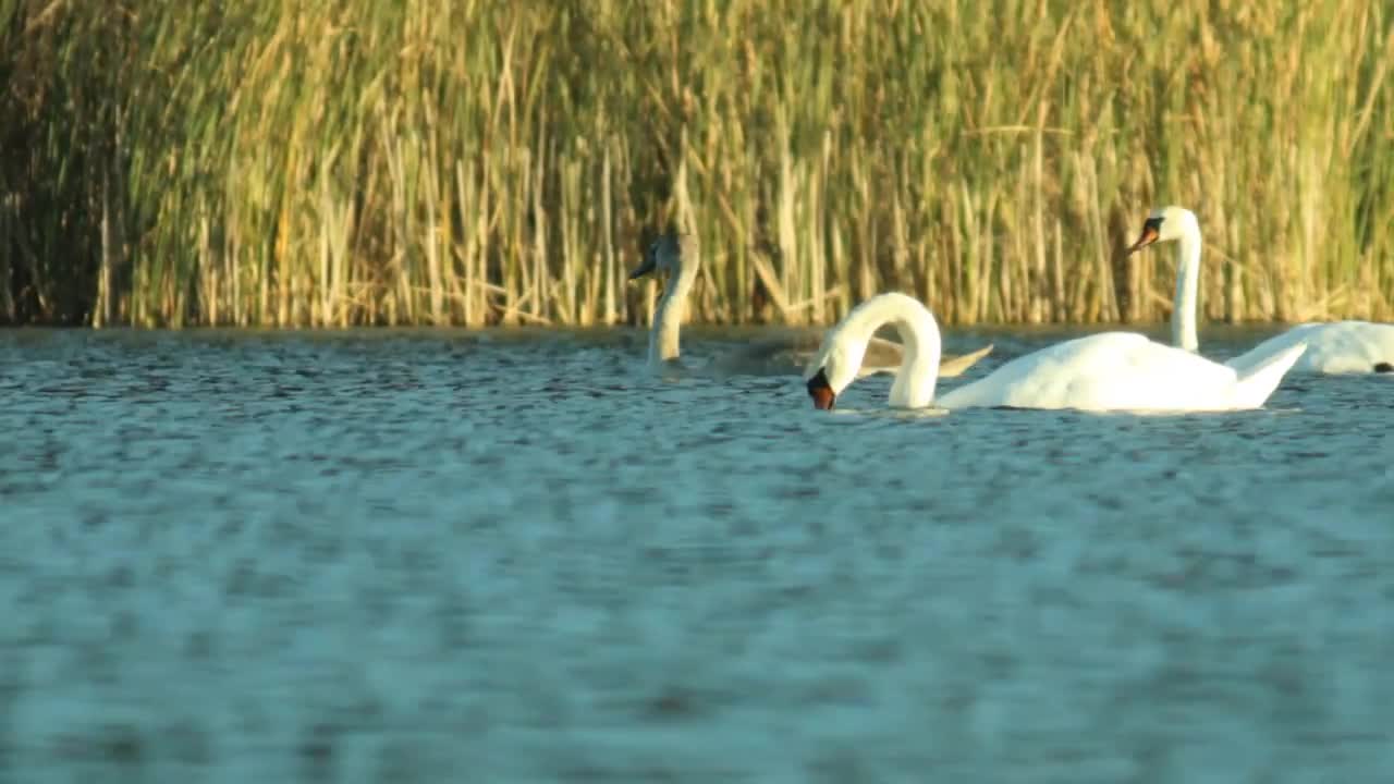 The goose family swims leisurely along the shore of the lake