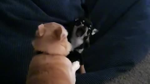 Chihuahua Beanbag Beatdown LOL 😂😂