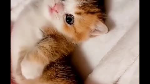 I really love this kitten. It's so cute