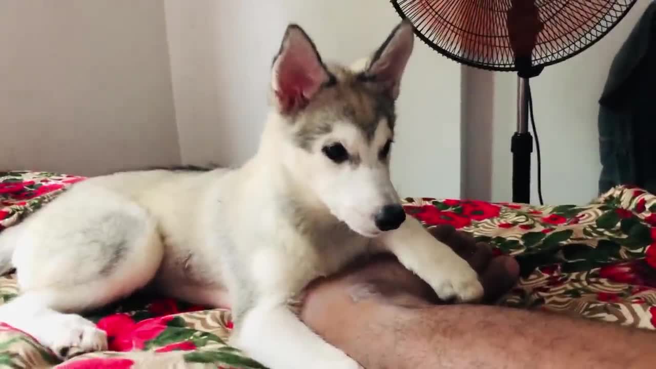 Ceylon husky lovely moment part 9 sri lanka husky family 😍 lovely husky baby.