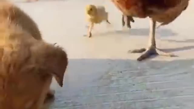 Chicken 🐔 attacking puppy for eating its egg and babies cute dogs