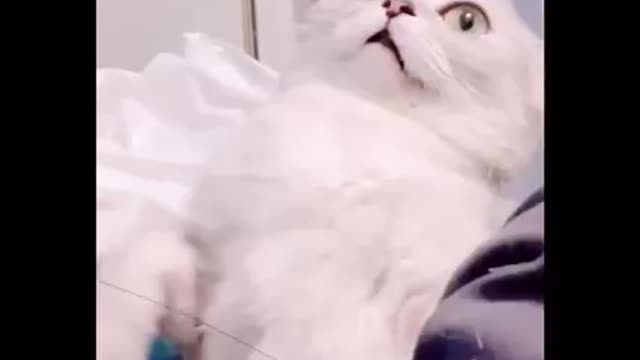 Epic cat