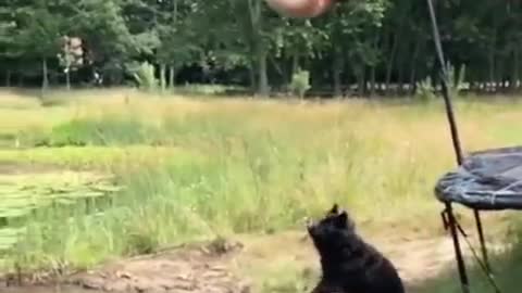 A perfect jump