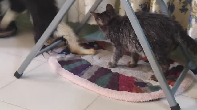 Two cats play