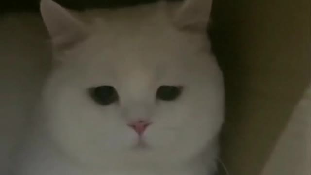 White cat is very beautiful and likes it very much