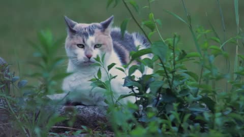 Cat video.