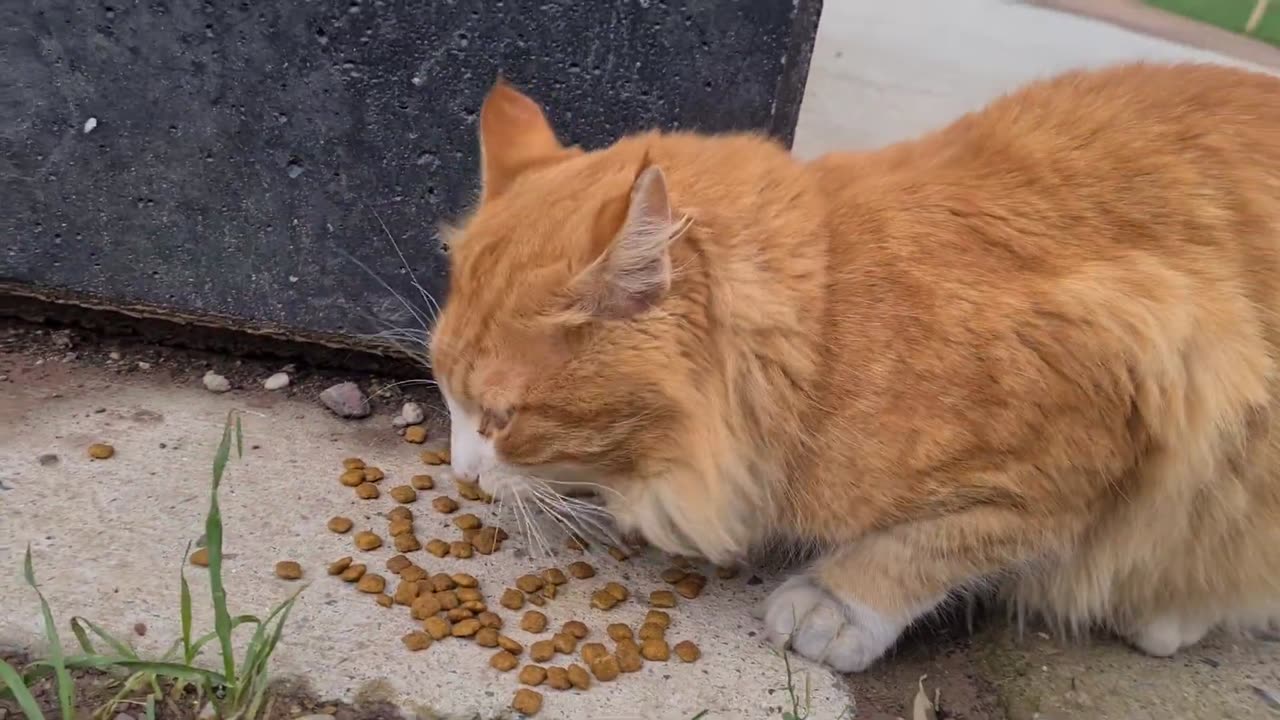 Orange stray cat has an incredibly beautiful gentle meowing sound