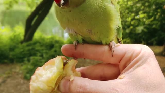 Green parrot eating Apple.