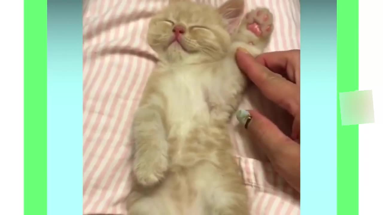 Watch This Super Cute Kittens & Cats Melt Your Heart.