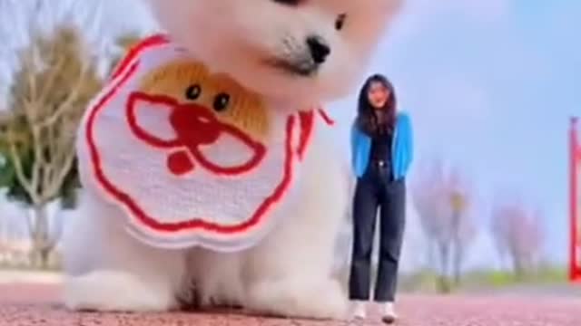Cute and funny dogs videos compilation | #viral #cute