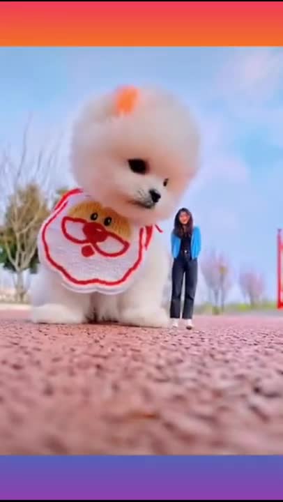 Cute and funny dogs videos compilation | #viral #cute